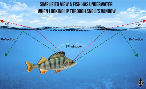 do fish see water